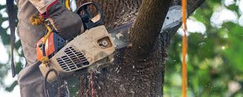 Trusted Westlake, TX Tree Services Experts