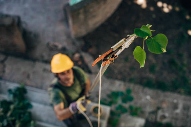 How Our Tree Care Process Works  in Westlake, TX